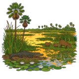 Esteros del Iberá Wetlands