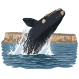 Puerto Madryn Whale Watching