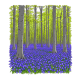 Hallerbos Blue Forest