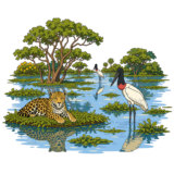 Pantanal Wetlands Mato Grosso
