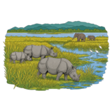 Kaziranga National Park