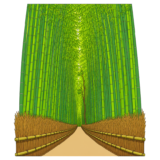Arashiyama Bamboo Grove