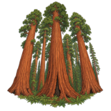 Sequoia National Park